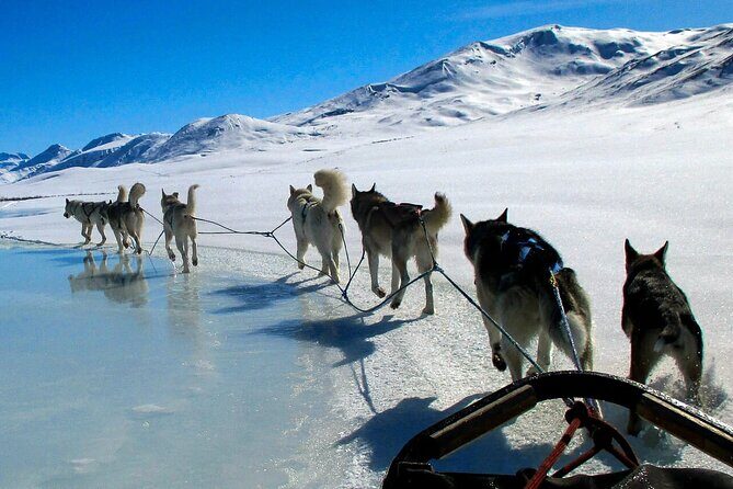 Alaska Dog Sled or ATV Ride in Fairbanks - Key Points