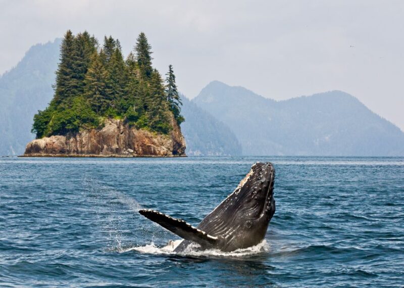 Alaska: Kenai Fjords & Denali National Park 5 Day Adventure - The Sum Up