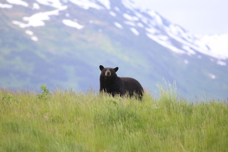 Alaska: Kenai Fjords & Denali National Park 5 Day Adventure - FAQ