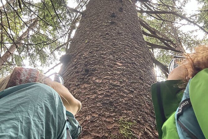 Alaska Nature Immersion: Forest Therapy Tour in Haines, Alaska - Key Points