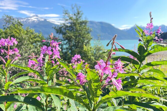 Alaska Nature Immersion: Forest Therapy Tour in Haines, Alaska - Summary and Recommendations