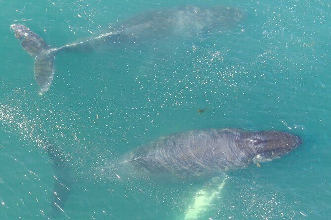 Alaska Whale Watching with bonus Drone viewing of Whales - The Allure of Alaska Whale Watching in Hoonah