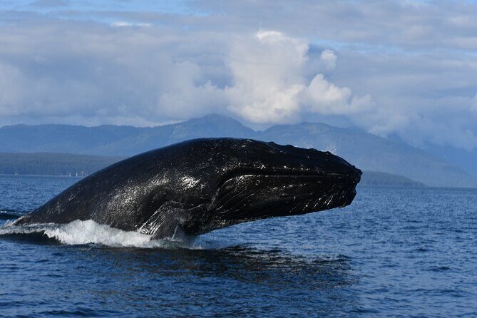 Alaska Whale Watching with bonus Drone viewing of Whales - The Value of This Tour