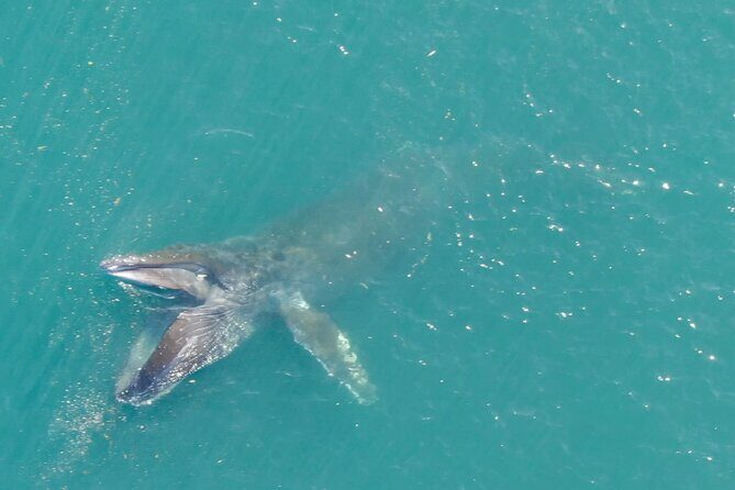 Alaska Whale Watching with bonus Drone viewing of Whales - Who Will Love This Tour?