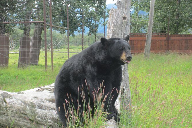 Alaska Wildlife Center and Turnagain Arm Tour w/Alyeska Tram - Who Should Consider This Tour?