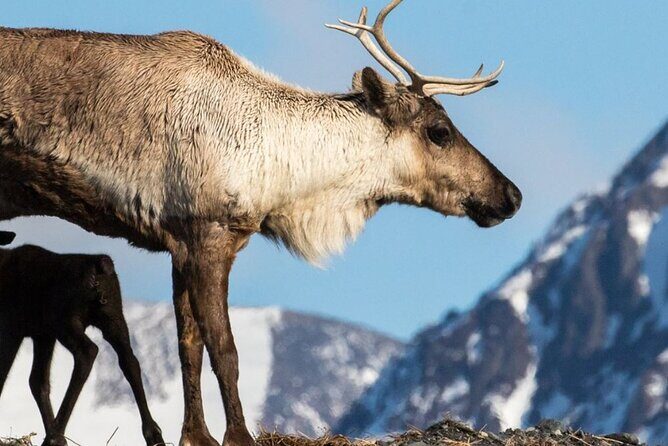 Alaska Wildlife Center and Turnagain Arm Tour w/Alyeska Tram - Final Thoughts