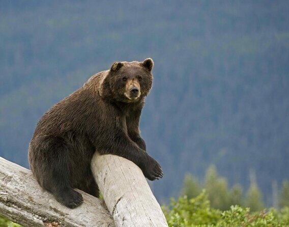 Alaska Wildlife Day Tour with Free Hotel Pickup - Exploring Alaska’s Wild Side: The Wildlife Day Tour from Anchorage