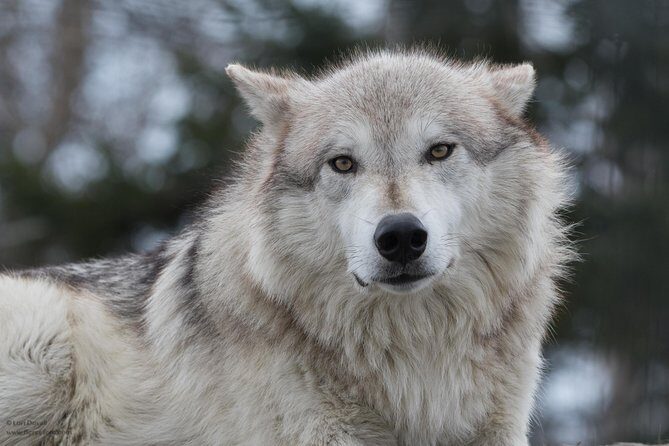 Alaska Wildlife Day Tour with Free Hotel Pickup - Key Points