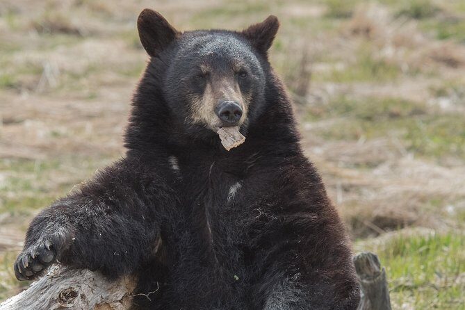 Alaska Wildlife Day Tour with Free Hotel Pickup - Who Would Love This Tour?
