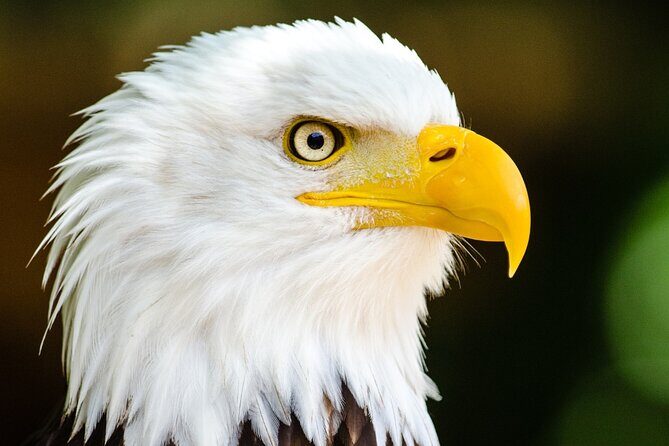 Alaska Wildlife Safari and Sightseeing Tour - The Sum Up: Who’s This Tour For?