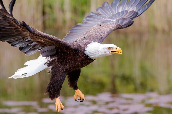 Alaska Wildlife Safari and Sightseeing Tour - FAQ