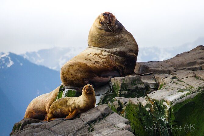 Alaska Wildlife Tour in Kachemak Bay - In-Depth Look at the Alaska Wildlife Tour in Kachemak Bay