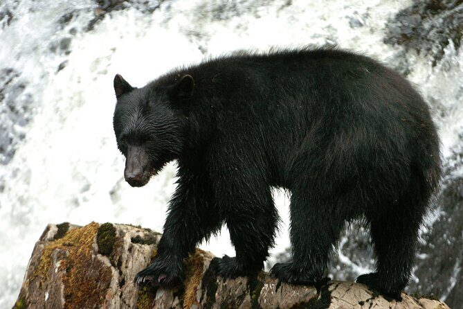 Alaskan Bear Encounter by Land & Sea - Discover the Wild with the Alaskan Bear Encounter by Land & Sea