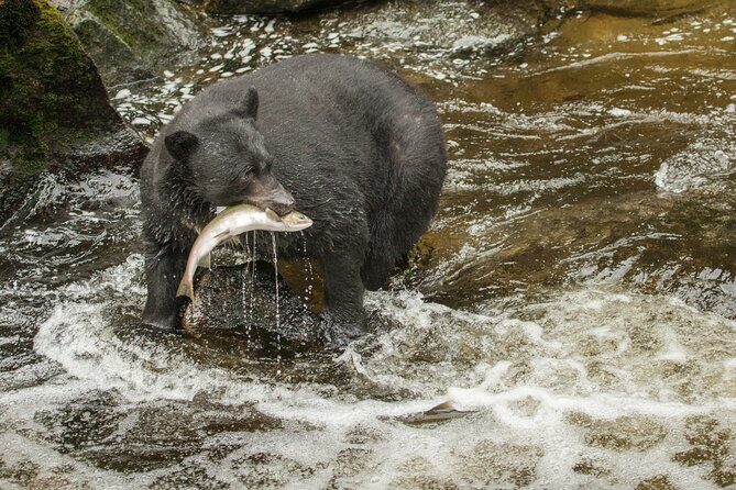 Alaskan Bear Encounter by Land & Sea - Final Thoughts