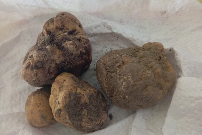 Alba Truffle Hunting, Barolo and Barbaresco Tasting - Discovering Truffles and Wines in Asti: A Genuine Italian Experience