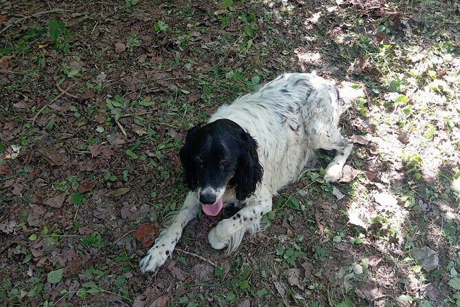 Alba Truffle Hunting, Barolo and Barbaresco Tasting - An In-Depth Look at the Alba Truffle Hunting and Wine Tasting Tour