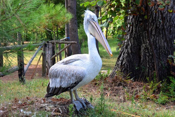 Albania Birdwatching, Kayaking, Bicycle National Park Divjaka Karavasta(ARG) - Exploring the Heart of Divjaka-Karavasta