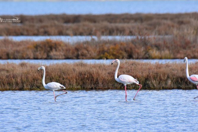 Albania Birdwatching, Kayaking, Bicycle National Park Divjaka Karavasta(ARG) - Practical Details and Logistics