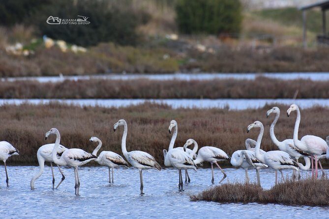 Albania Birdwatching, Kayaking, Bicycle National Park Divjaka Karavasta(ARG) - The Sum Up: Who Is This Tour Best For?