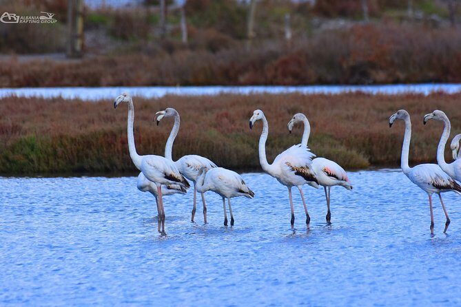 Albania Birdwatching, Kayaking, Bicycle National Park Divjaka Karavasta(ARG) - FAQ