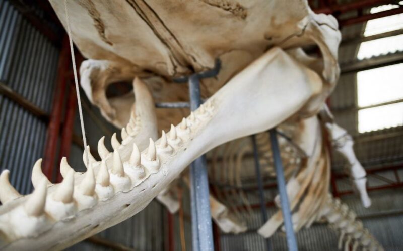 Albany's Whale Story - In-Depth Review: What to Expect from Albany’s Whale Story