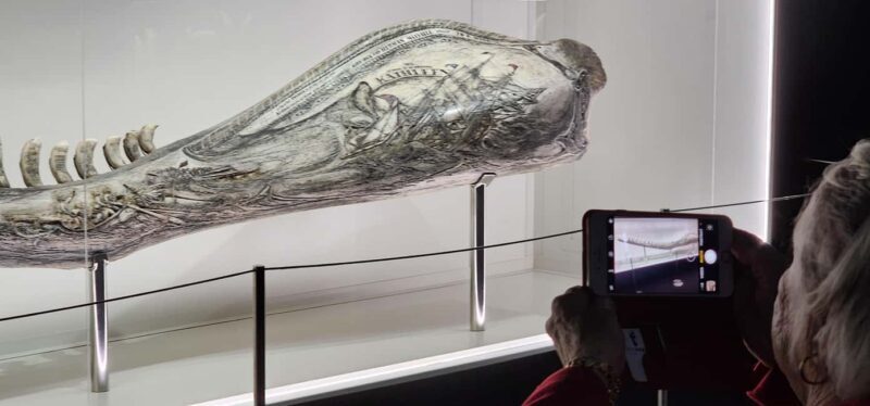 Albany's Whale Story - Frequently Asked Questions