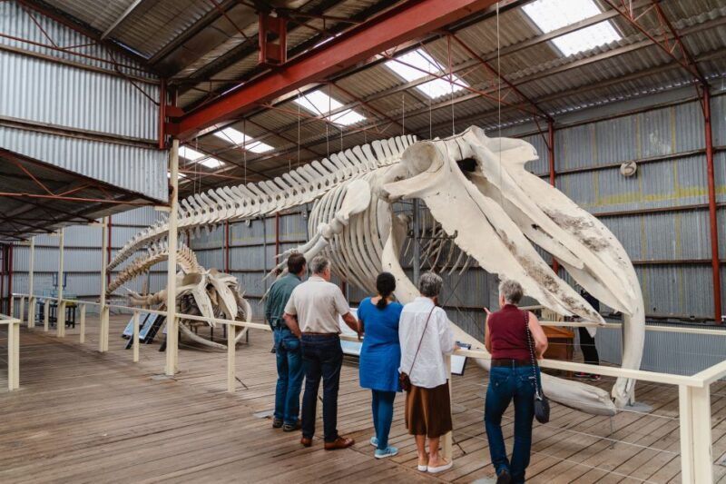 Albany's Whale Story - Summary