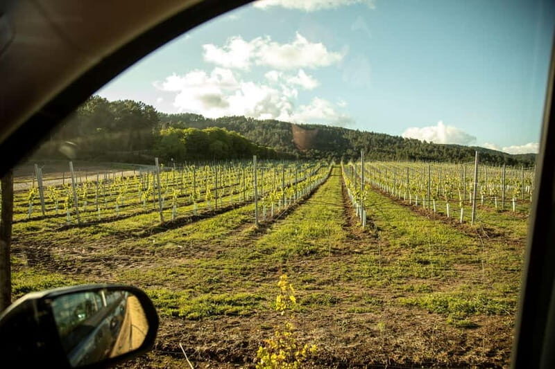 Albariño Wine Tour: Taste, Learn & Take Home a Special Gift - Practical Details and Tips