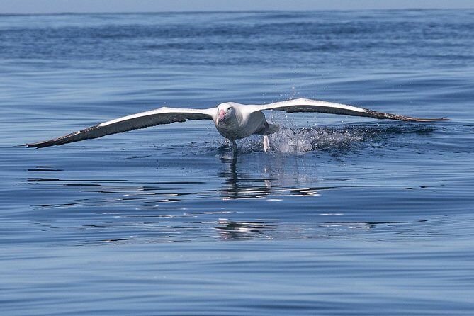 Albatross, seals, and sea birds-Wildlife Cruise - The Sum Up: Why This Tour Offers Genuine Value