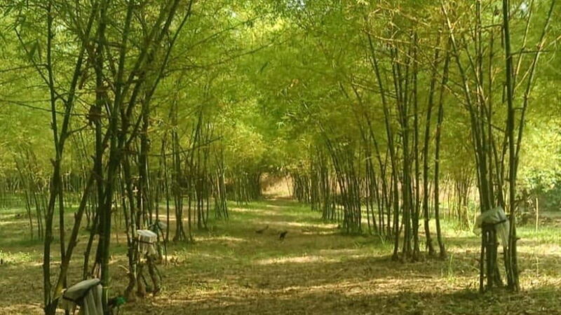 Albay Bicol Full Day Tour with Mayon Skyline by ZCHEDULISTA - FAQ