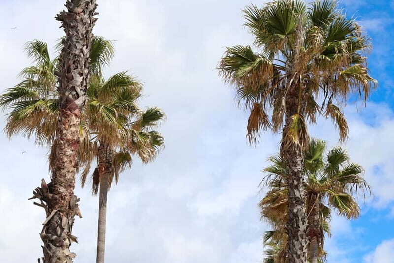 Albufeira: 1-Hour Tuk Tuk Tour - FAQs