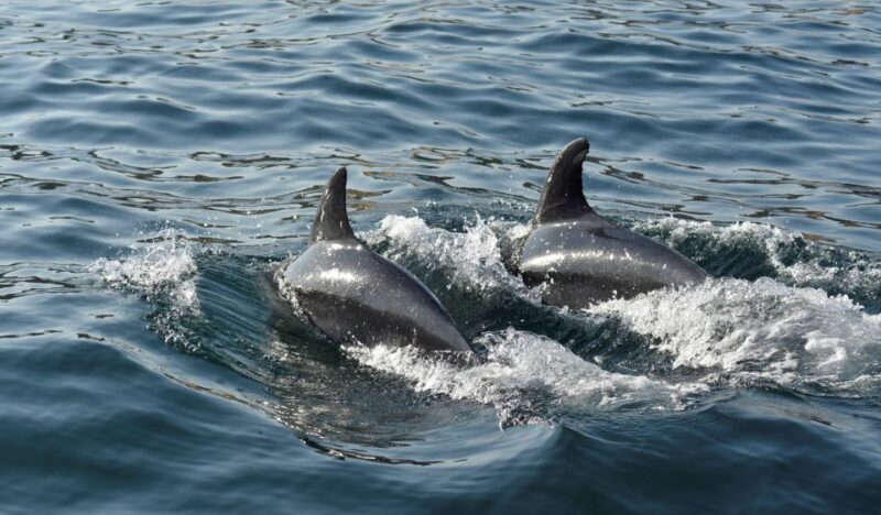 Albufeira: 2.5-Hour Dolphin Watching and Caves Trip - Final Thoughts