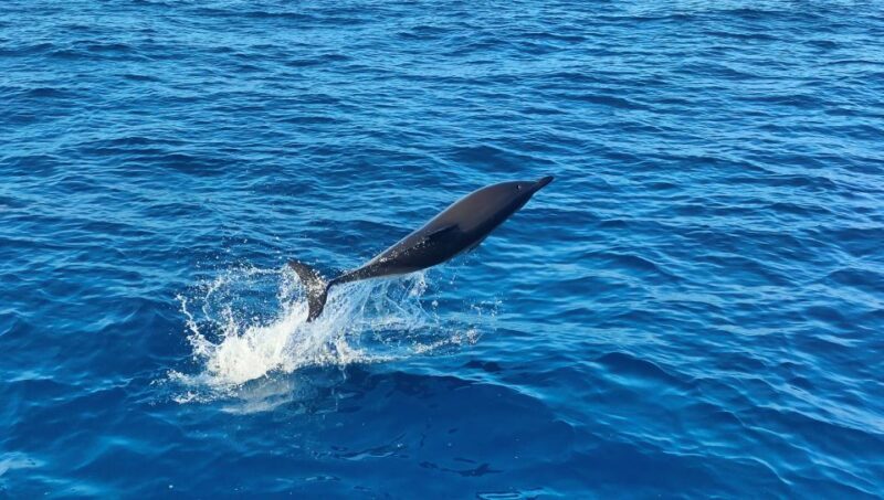 Albufeira: 2.5-Hour Dolphin Watching and Caves Trip - FAQ