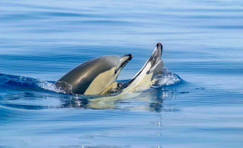 Albufeira: 2.5-Hour Private Dolphin & Benagil Caves tour - Who Should Consider This Tour?