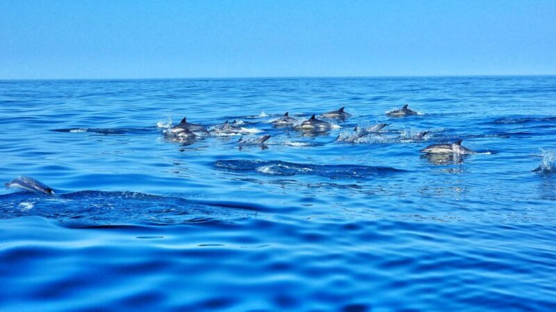Albufeira: Benagil Cave and Dolphin Sightseeing Boat Cruise - Final Thoughts