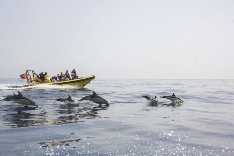 Albufeira: Benagil Caves & Dolphin Watching Speed Boat Tour - Experience the Algarve Coast: Benagil Caves & Dolphin Watching by Speedboat