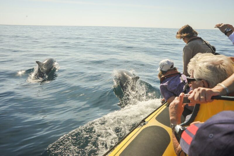Albufeira: Benagil Caves & Dolphin Watching Speed Boat Tour - The Sum Up: Who Should Book This Experience?