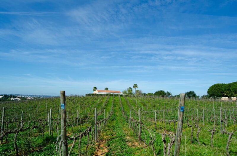 Albufeira: City Highlights & WINE TASTING - Authentic Review Snippets