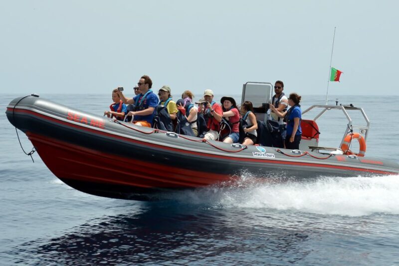 Albufeira: Dolphin Watching and Benagil Cave Boat Cruise - Albufeira: Dolphin Watching and Benagil Cave Boat Cruise