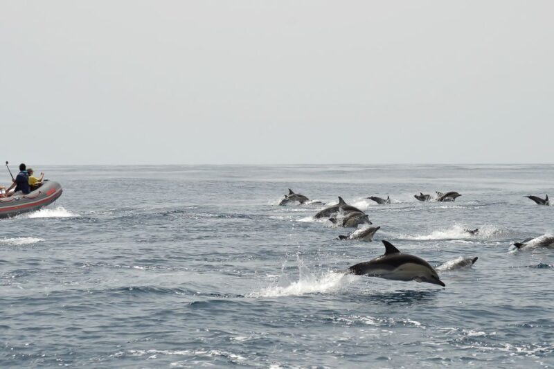 Albufeira: Dolphin Watching and Benagil Cave Boat Cruise - The Sum Up: Who Will Love This Tour?
