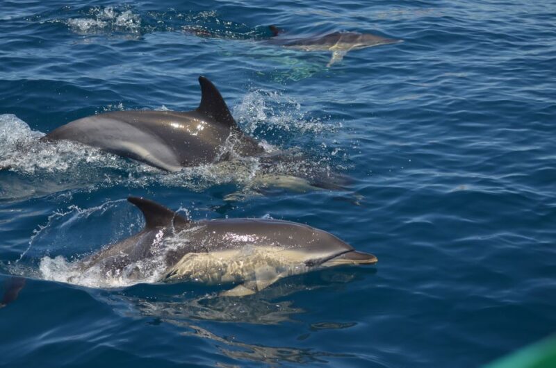 Albufeira: Dolphin Watching and Benagil Cave Boat Cruise - FAQ