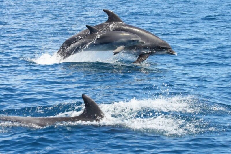 Albufeira: Dolphin Watching and Benagil Cave - A Deep Dive into the Experience