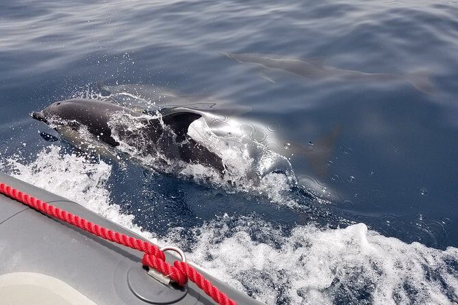 Albufeira: Dolphins and Caves Tour - Key Points