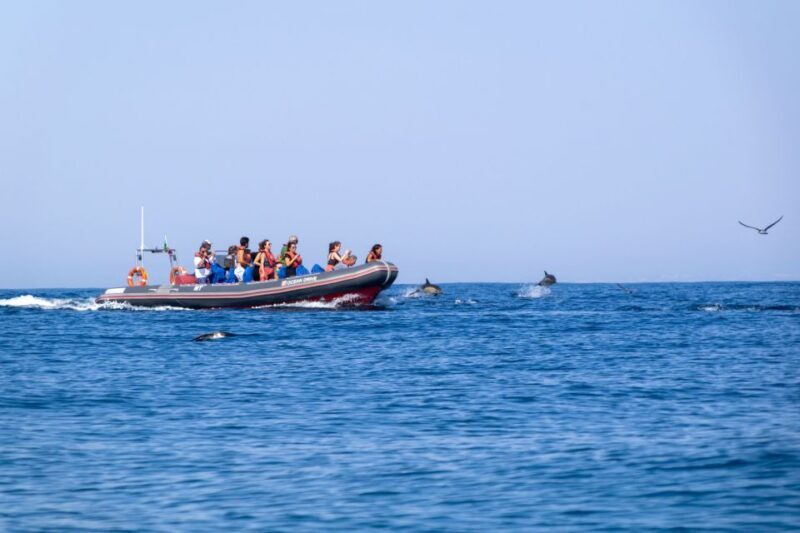 Albufeira: Dolphins, Benagil Caves and Coastline Boat Tour - An In-Depth Look at the Algarve Dolphin and Caves Boat Tour