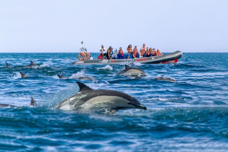Albufeira: Dolphins, Benagil Caves and Coastline Boat Tour - Final Thoughts