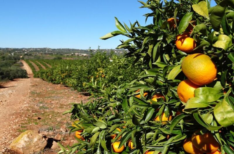 Albufeira: Full Day Safari Excursion in Algarve Mountains - Practical Tips for Your Safari Adventure