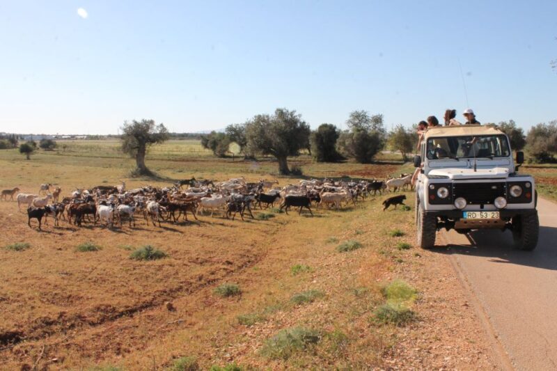Albufeira: Jeep Safari Half-Day Countryside Tour - A Closer Look at the Jeep Safari Experience