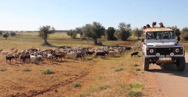 Albufeira: Jeep Safari Half-Day Countryside Tour - Authentic Experiences and Local Culture