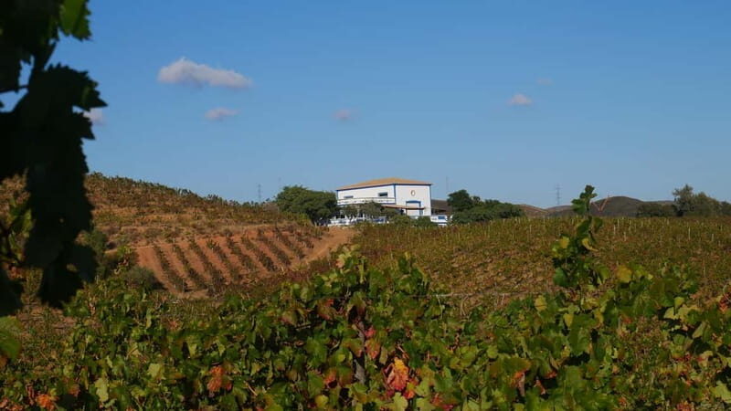 Albufeira, Olhão, Faro: visit to a vineyard, free time in Silves - FAQ