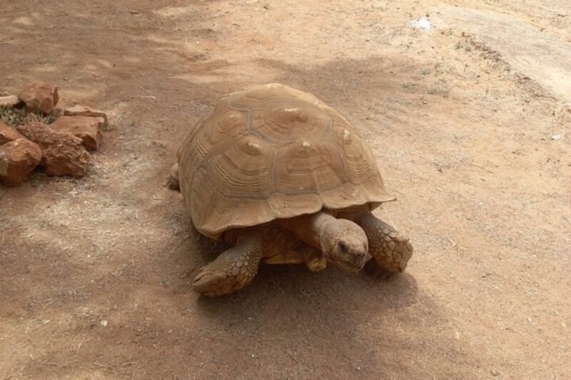 Albufeira Safari with entrance in Krazy World & Bone Chapel - An Authentic Algarve Safari: Exploring Nature, History, and Animals with a Local Twist
